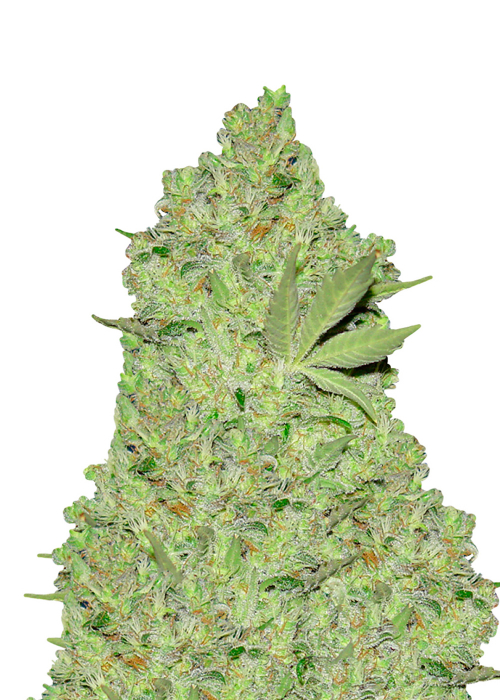 The Role Of Genetics In Chronic Disease Development The Role Of Genetics In Chronic Disease Development