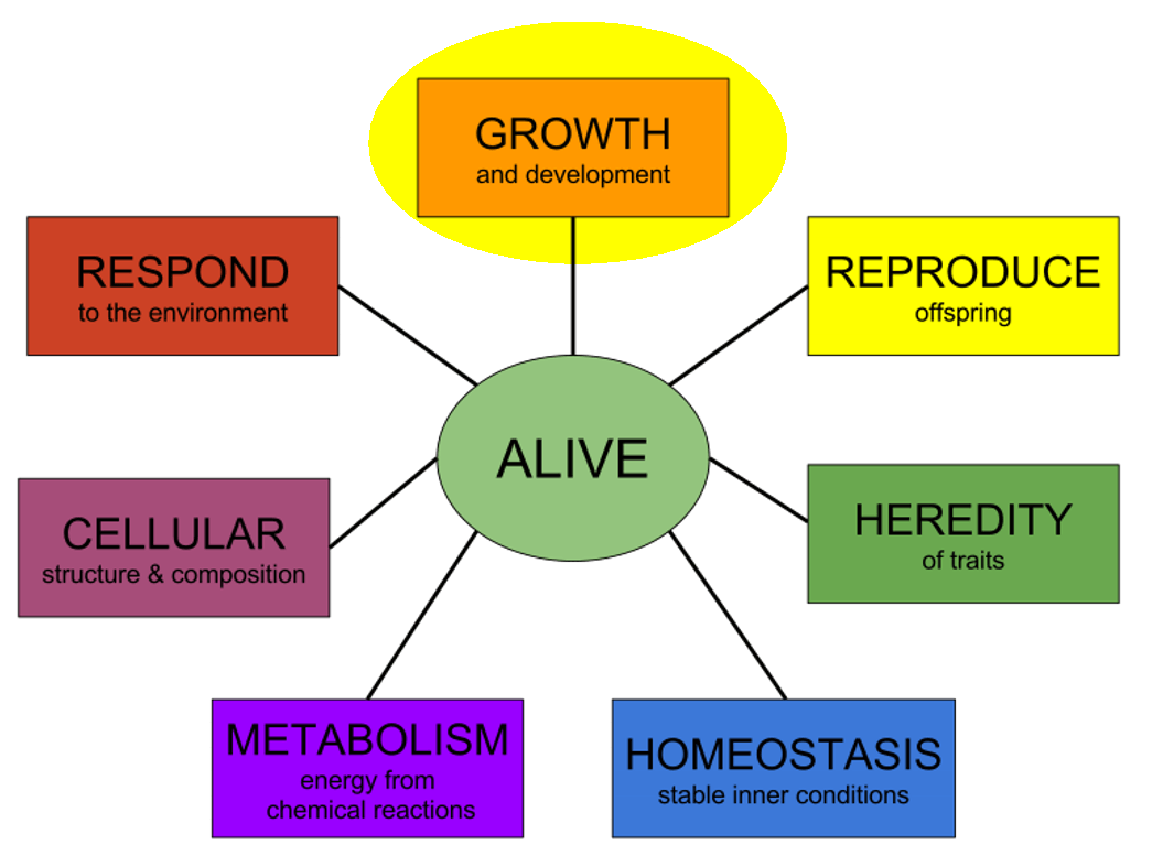 How Bones Grow And Develop Throughout Life How Bones Grow And Develop Throughout Life