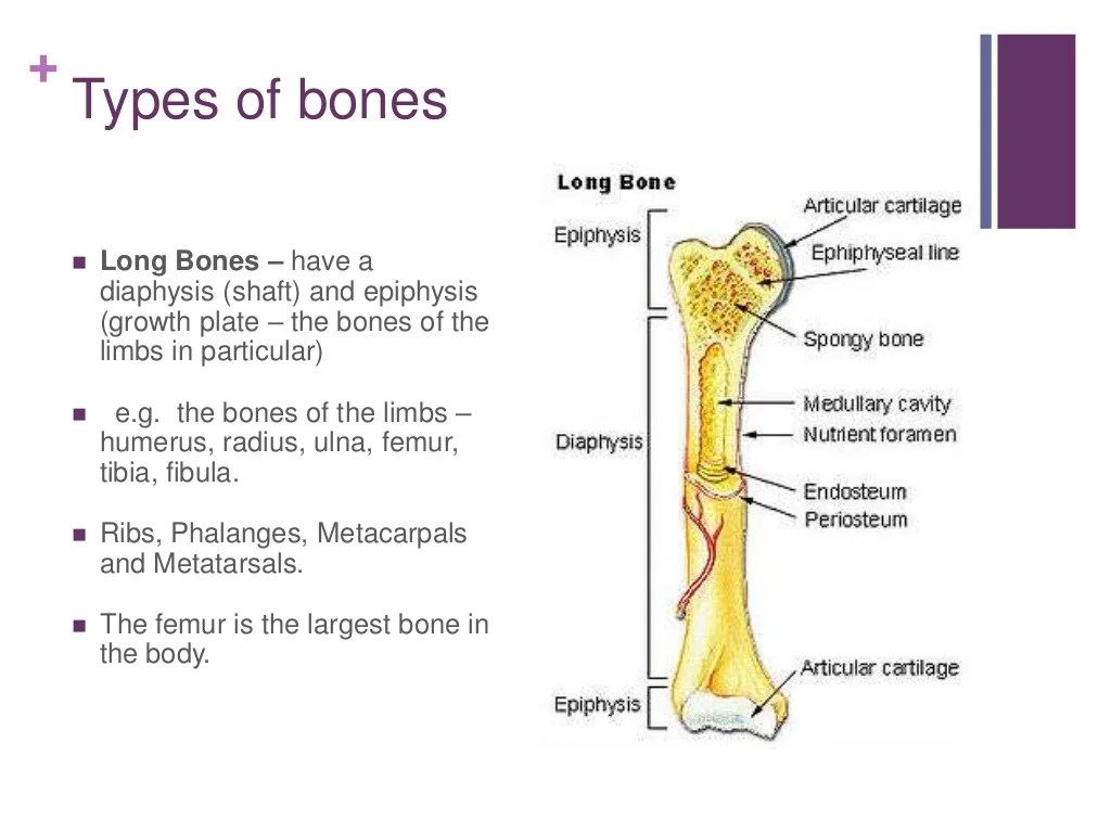 Common Types Of Human Bones And Their Functions Common Types Of Human Bones And Their Functions