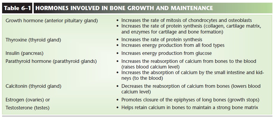 The Role Of Hormones In Bone Growth And Development The Role Of Hormones In Bone Growth And Development
