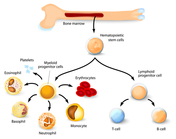 The Role Of Genetics In Chronic Disease Development – Part 4 The Role Of Genetics In Chronic Disease Development – Part 4
