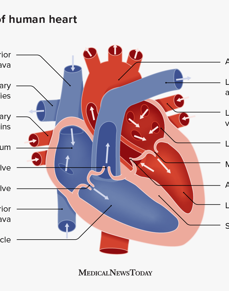 Understanding Heart Block: A Comprehensive Guide To Types, Causes, Symptoms, And Management Understanding Heart Block: A Comprehensive Guide To Types, Causes, Symptoms, And Management