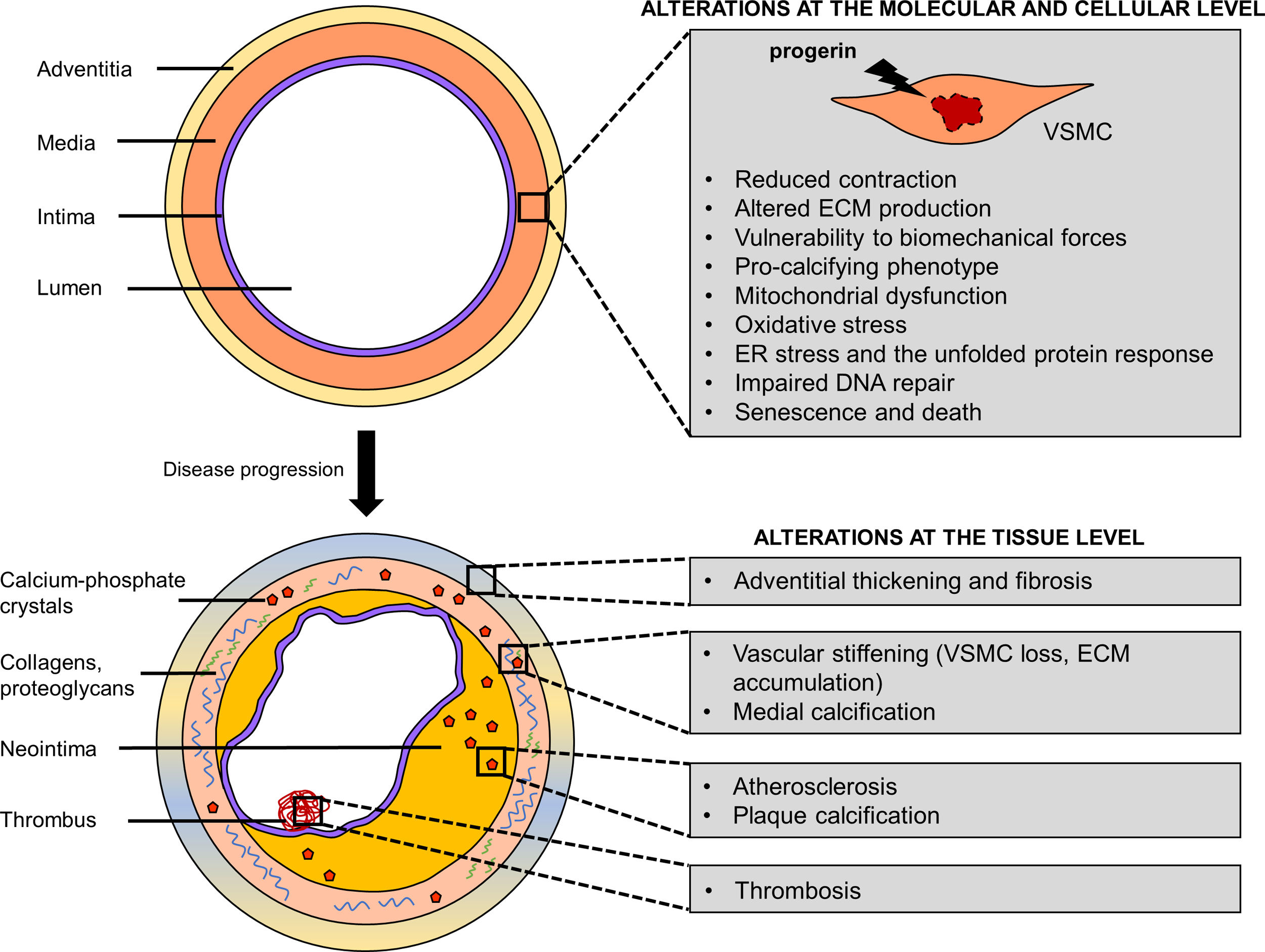 The Role Of Magnesium In Cardiovascular Function The Role Of Magnesium In Cardiovascular Function