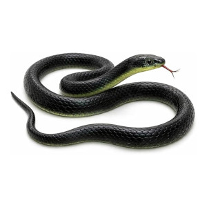 RZA Realistic Black Rubber Snake Toy (28-inch) at ₹29 | Amazon Deal RZA Realistic Black Rubber Snake Toy (28-inch) at ₹29 | Amazon Deal