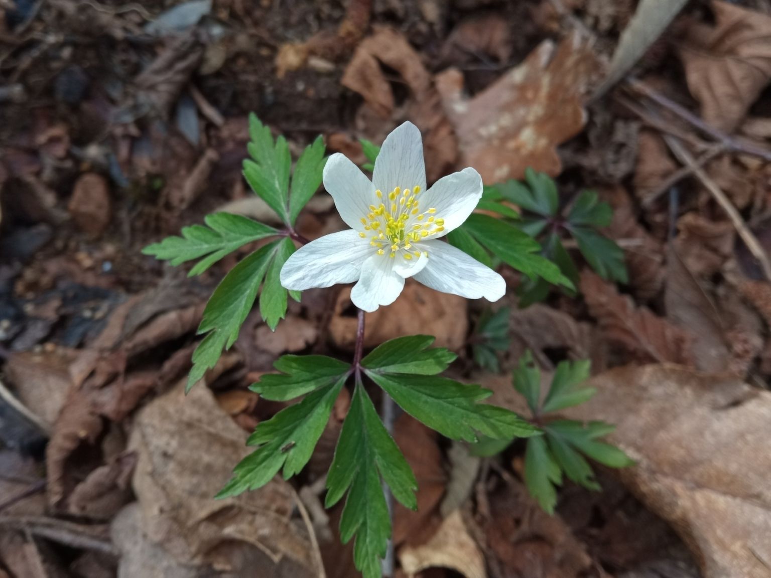 Anemone nemorosa L. Anemone nemorosa L.