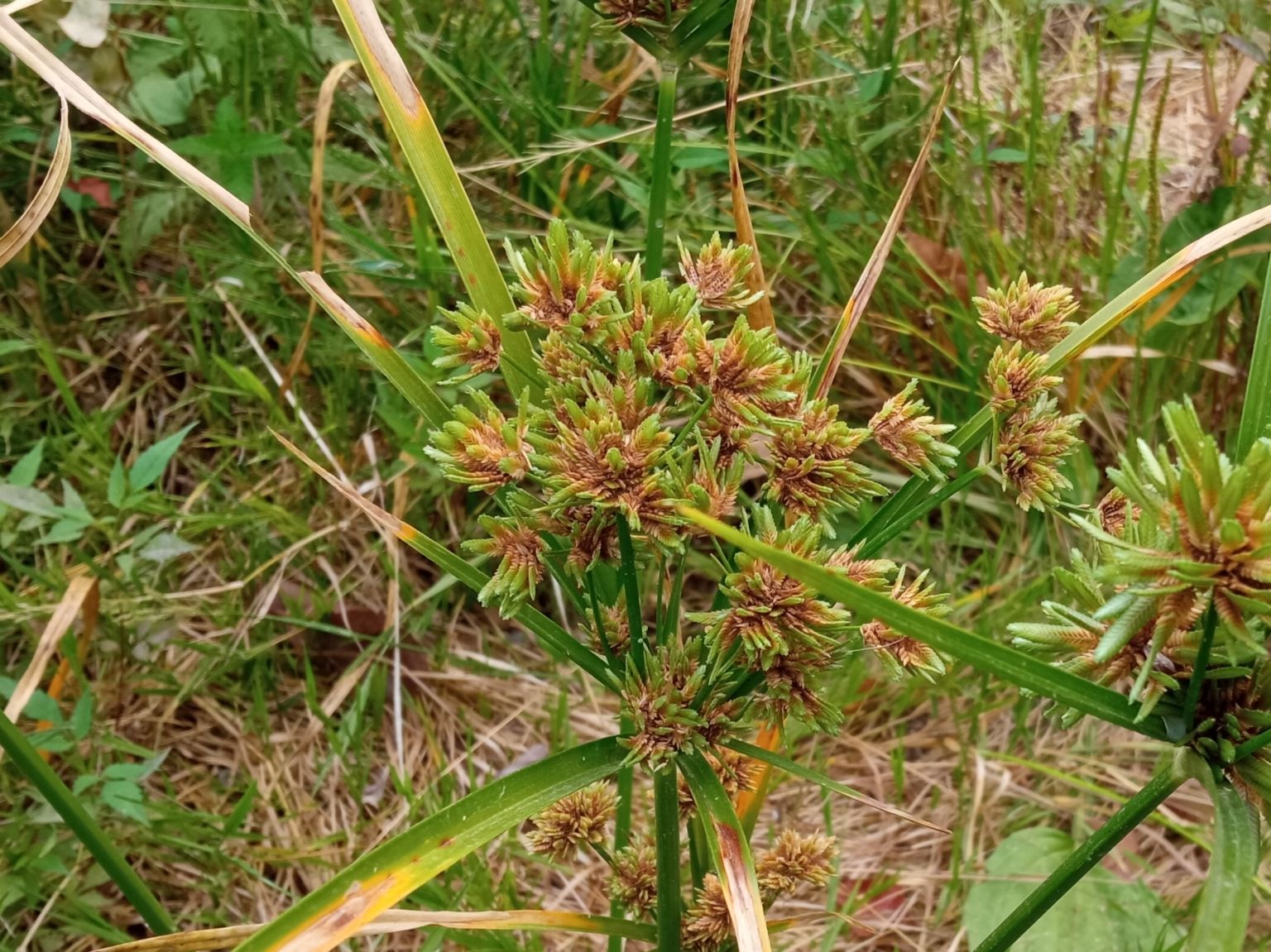 Cyperus eragrostis Lam. Cyperus eragrostis Lam.