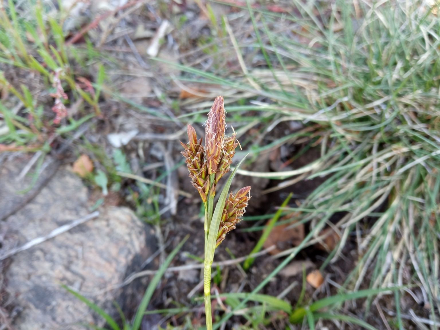 Carex caryophyllea Latourr. Carex caryophyllea Latourr.