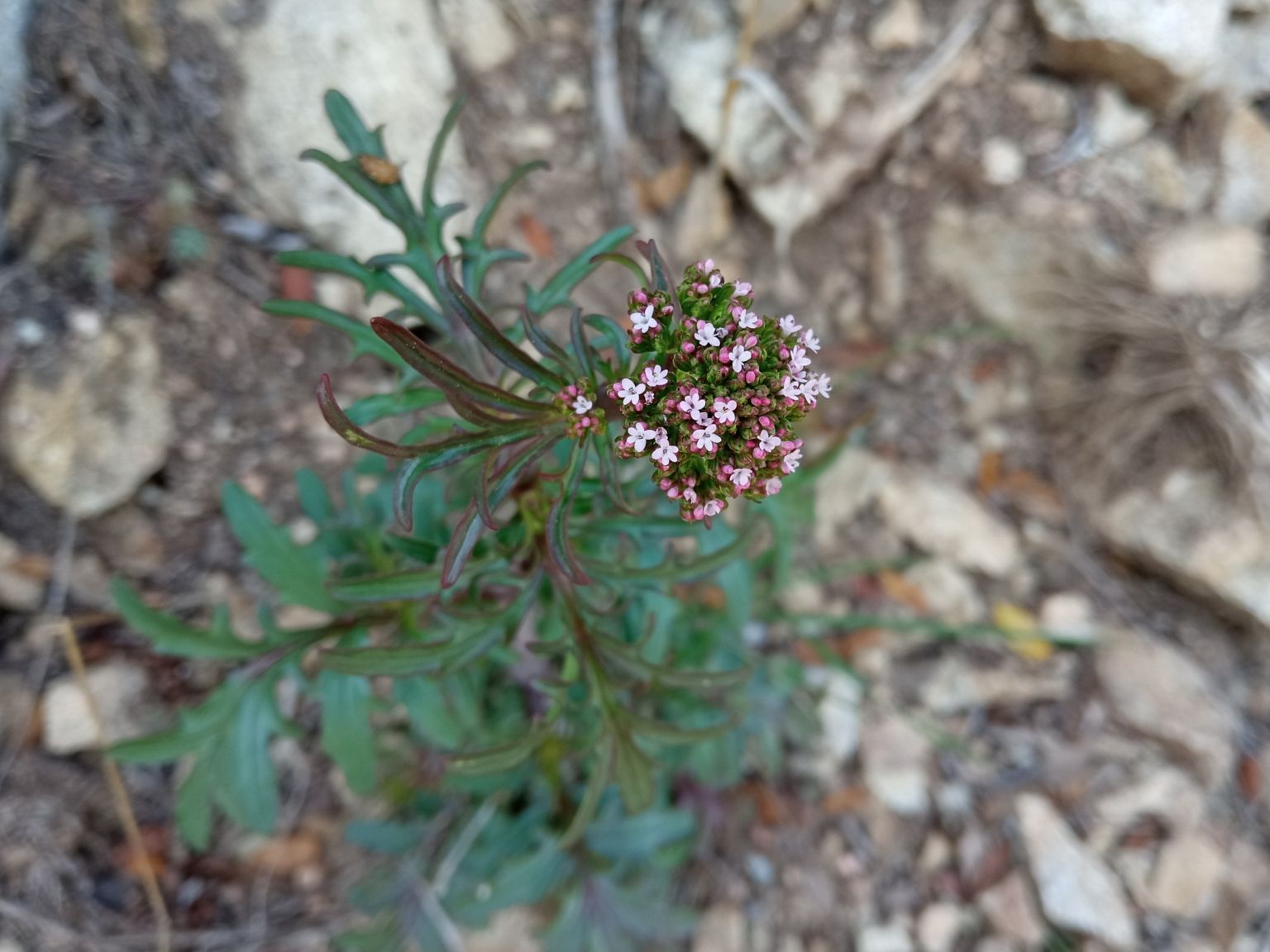Centranthus calcitrapae (L.) Dufr. Centranthus calcitrapae (L.) Dufr.