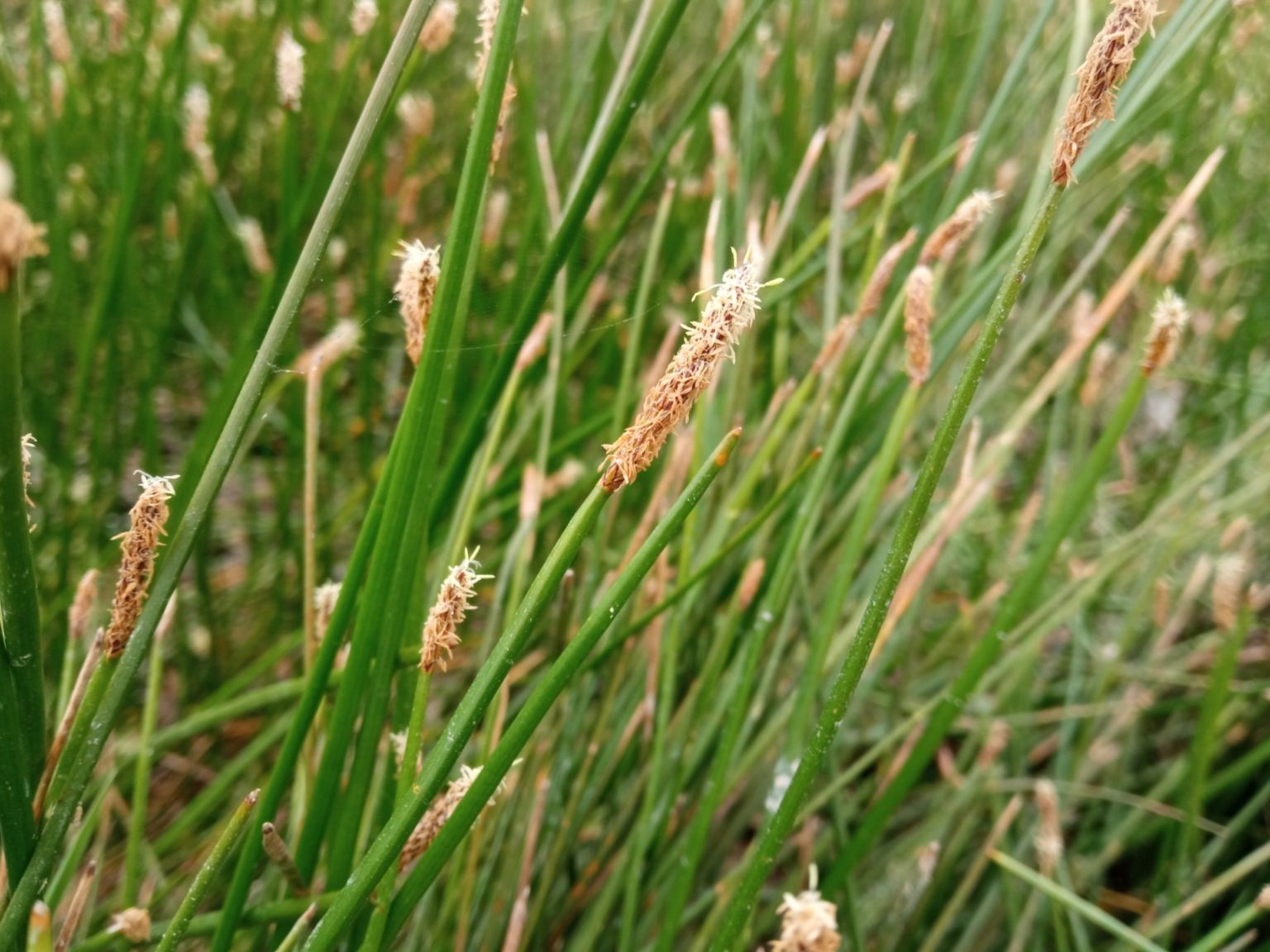 Eleocharis palustris (L.) Roem. & Schult. Eleocharis palustris (L.) Roem. & Schult.