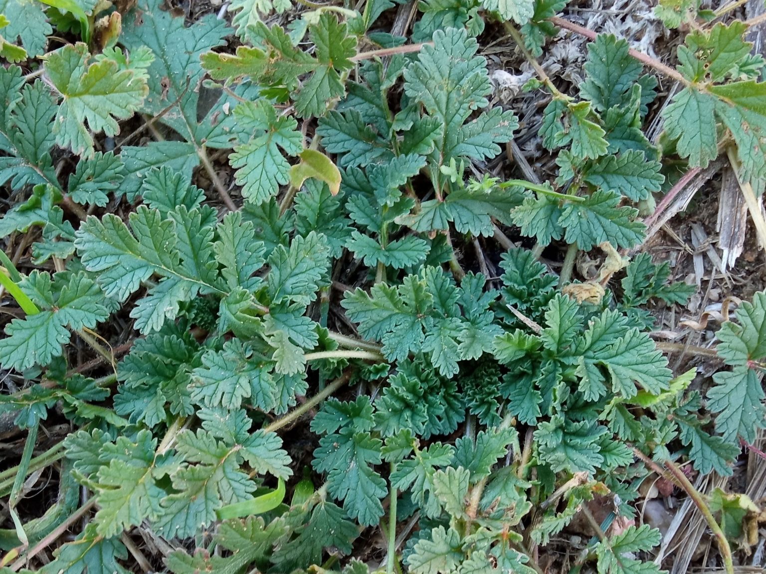 Erodium ciconium (L.) L’Hér. Erodium ciconium (L.) L’Hér.