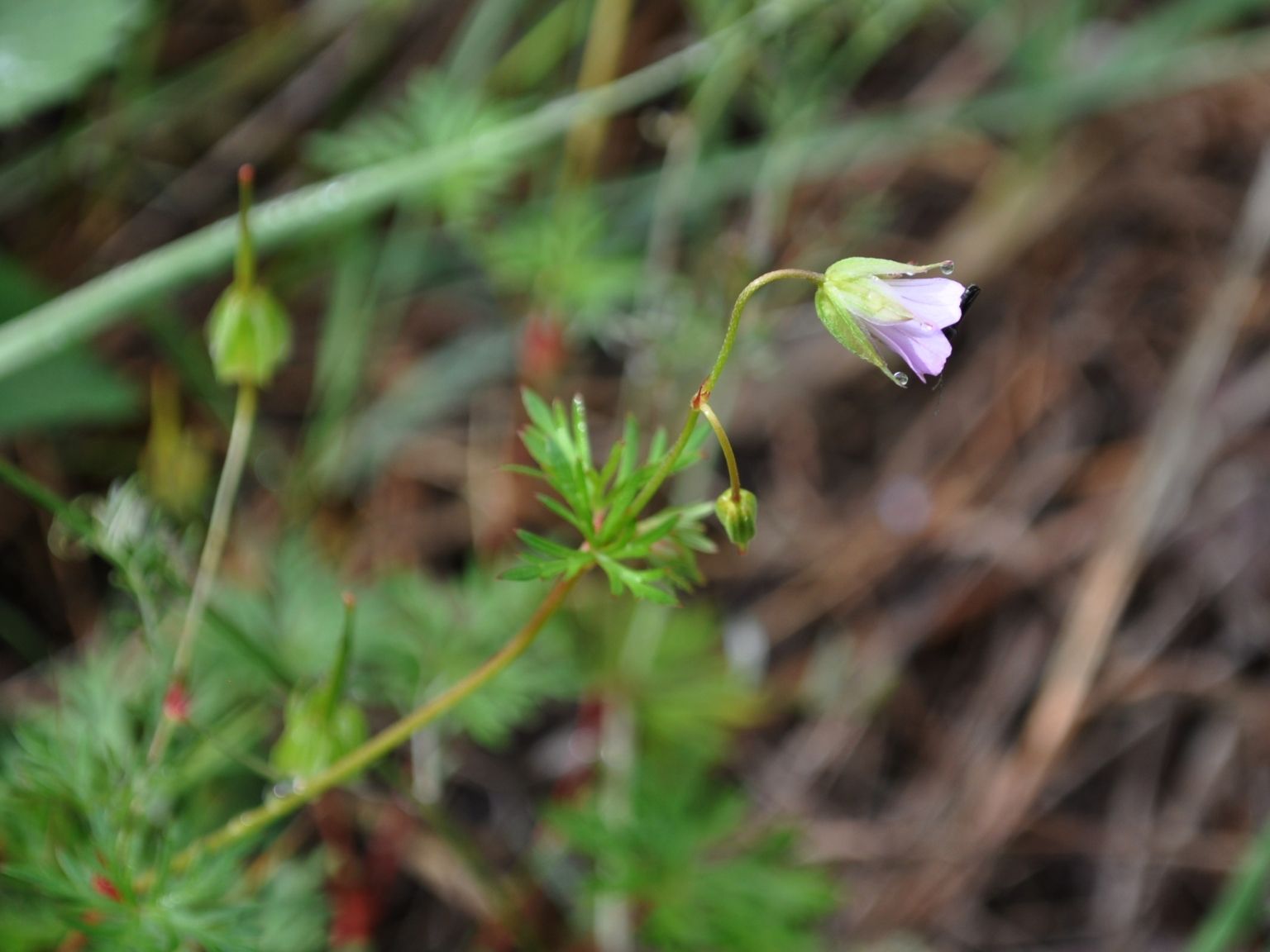 Geranium columbinum L. Geranium columbinum L.