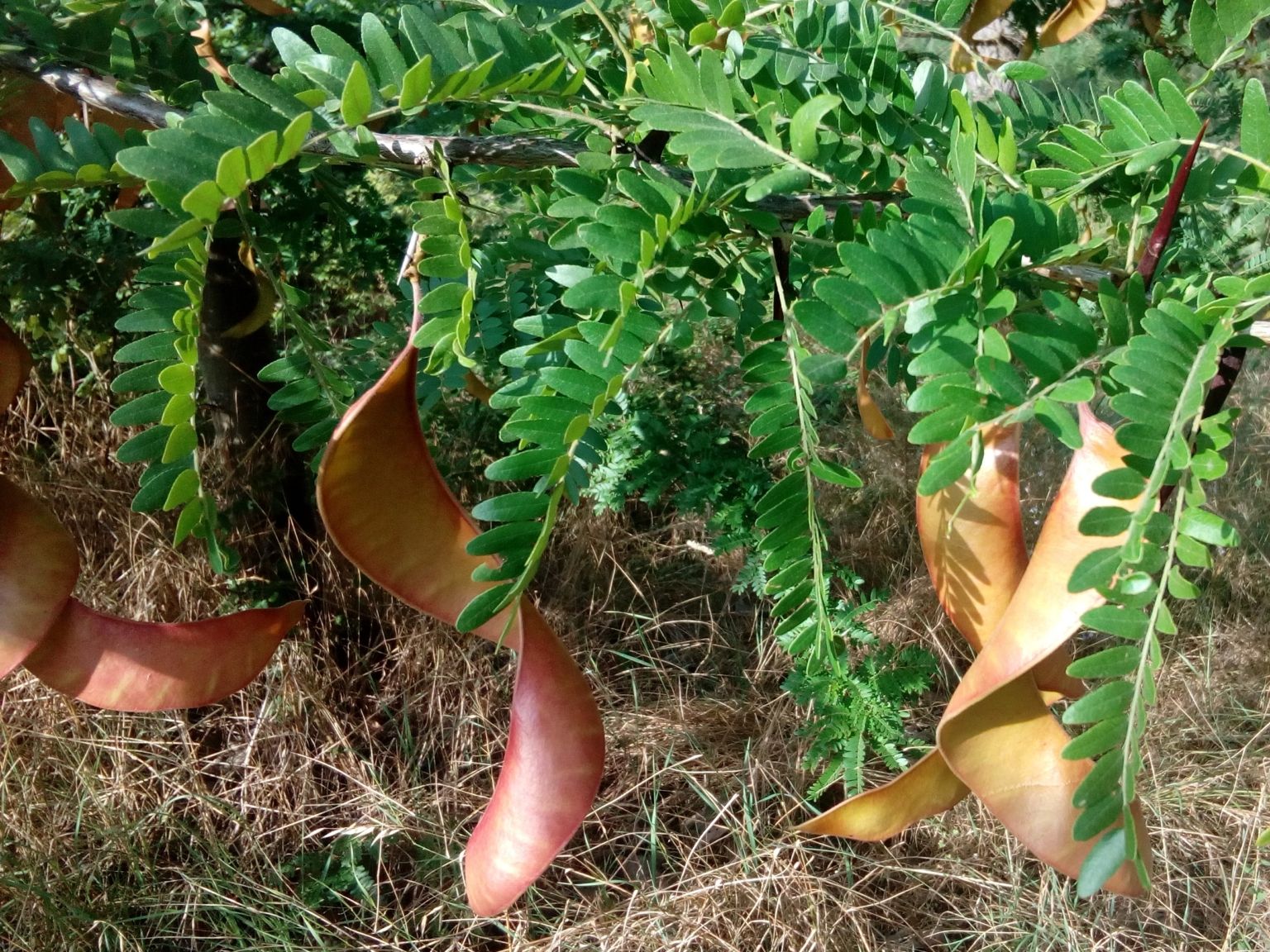 Gleditsia triacanthos L. Gleditsia triacanthos L.