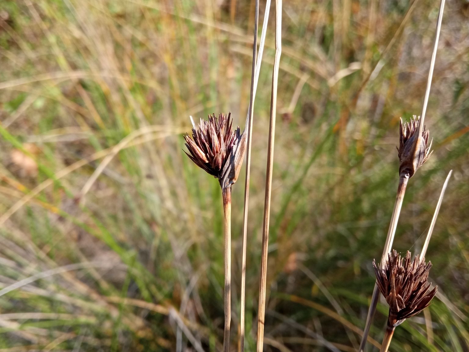 Schoenus nigricans L. Schoenus nigricans L.