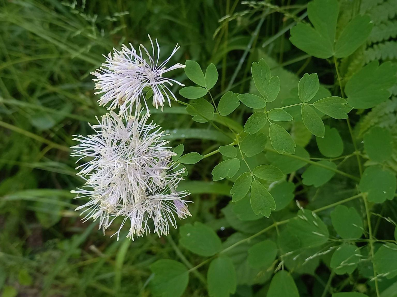 Thalictrum aquilegiifolium L. Thalictrum aquilegiifolium L.