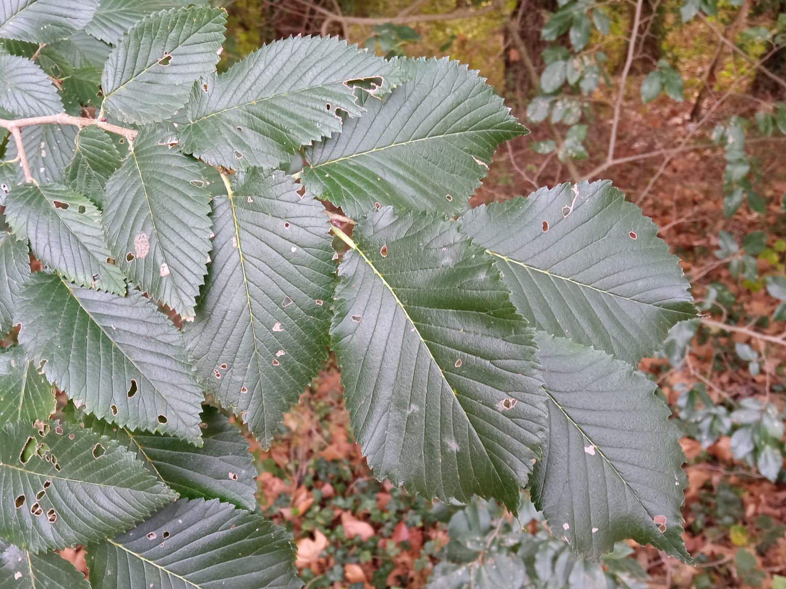 Ulmus ×hollandica Mill. Ulmus ×hollandica Mill.