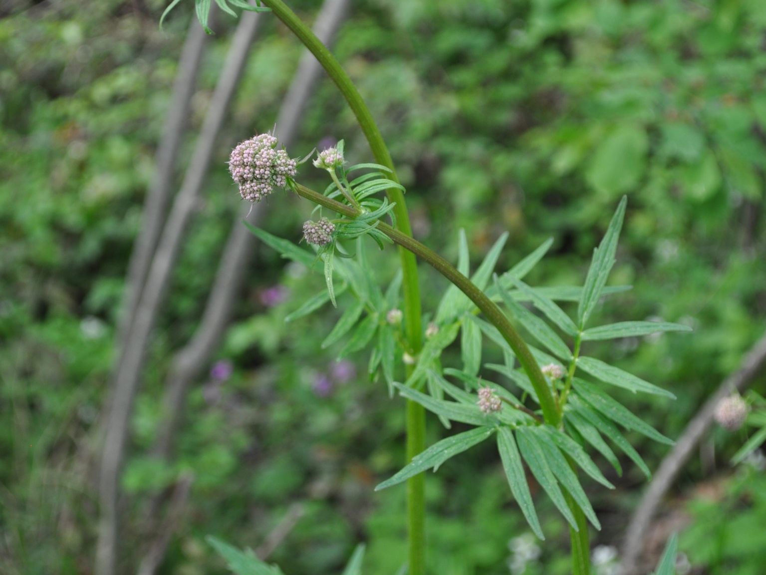 Valeriana officinalis L. Valeriana officinalis L.