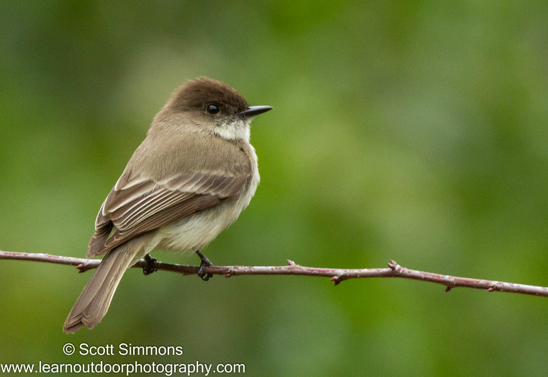 Eastern Phoebe at Central Winds Park Eastern Phoebe at Central Winds Park