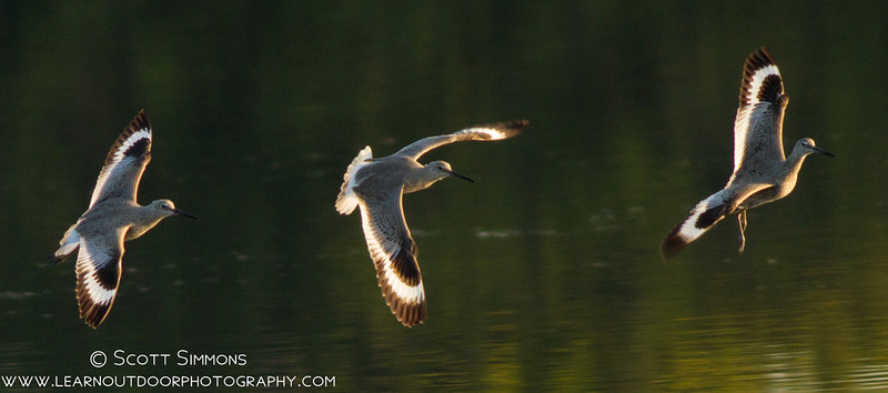 Willets in Flight Willets in Flight