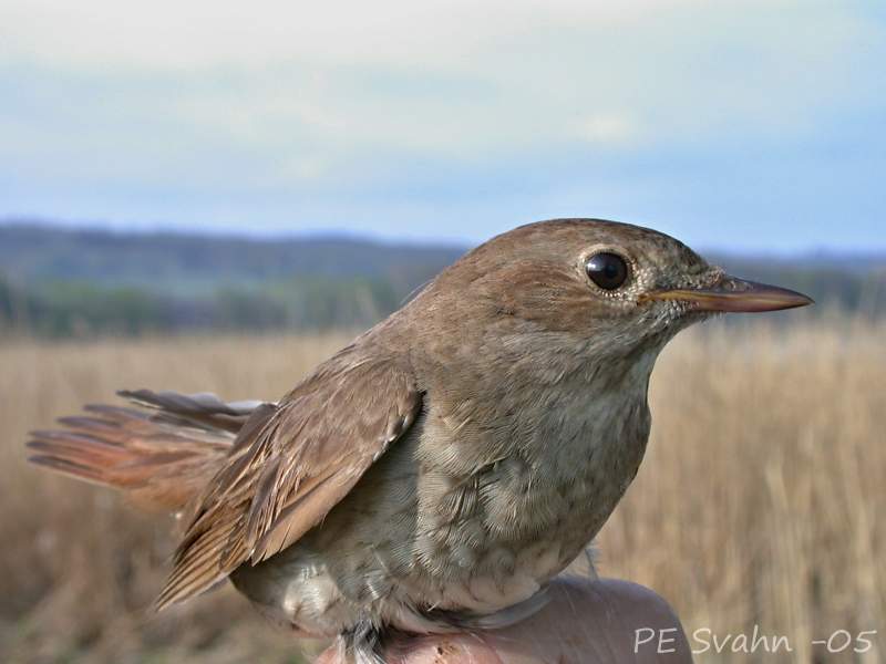 Näktergal, Thrush Nightingale Näktergal, Thrush Nightingale