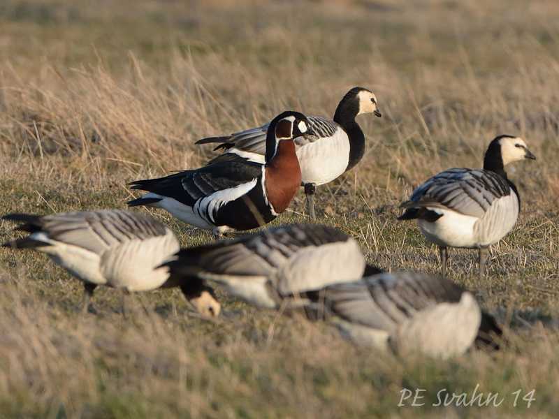 Rödhalsad gås (Branta ruficollis) Rödhalsad gås (Branta ruficollis)
