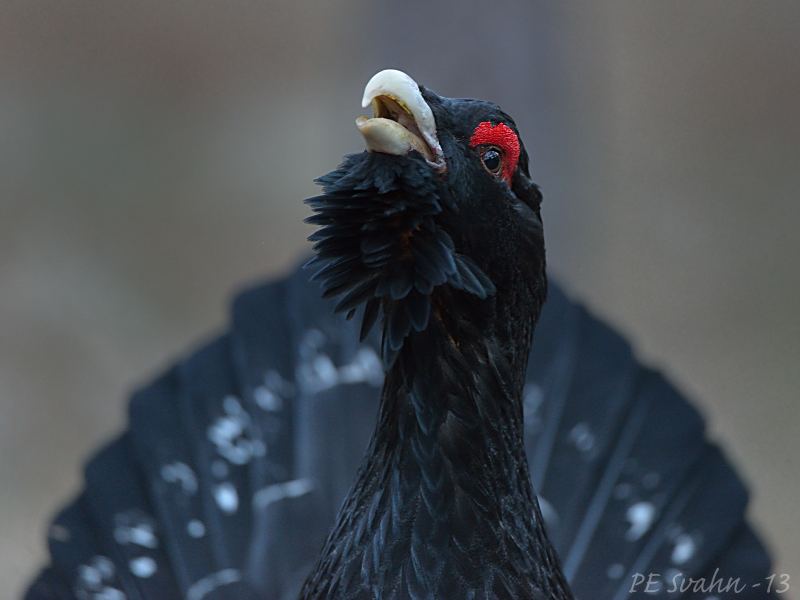 Tjäder / Capercaillie Tjäder / Capercaillie