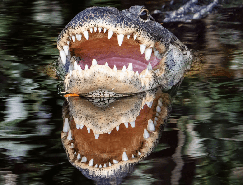 Alligator kills woman in Florida after tipping over her canoe Alligator kills woman in Florida after tipping over her canoe