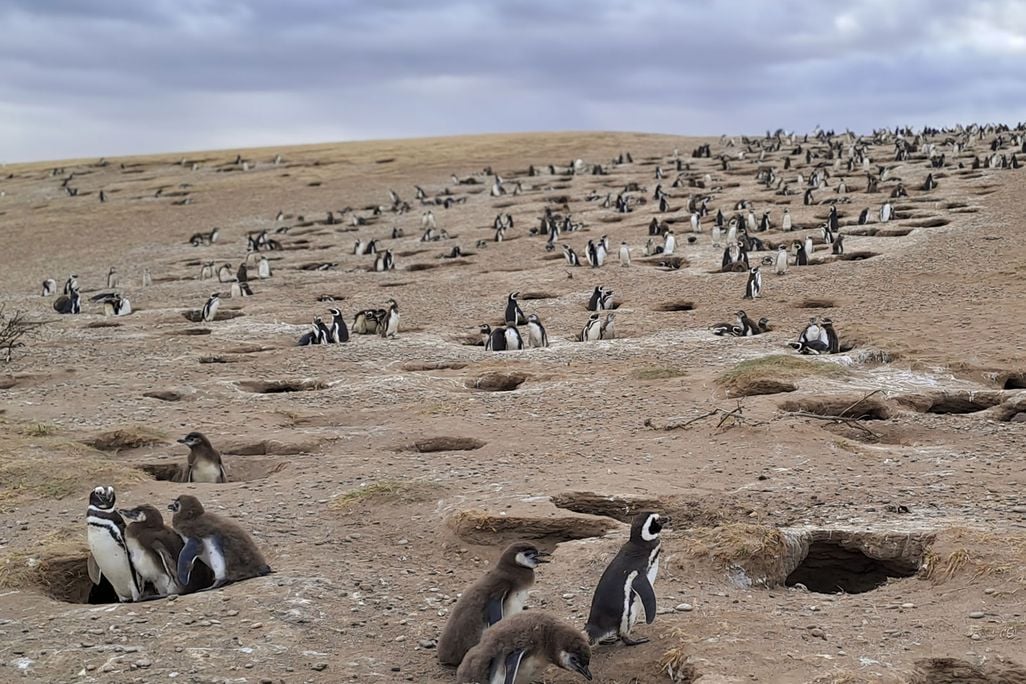 What Did Scientists Learn After Thousands of Penguins Were Slaughtered by Mountain Lions? What Did Scientists Learn After Thousands of Penguins Were Slaughtered by Mountain Lions?