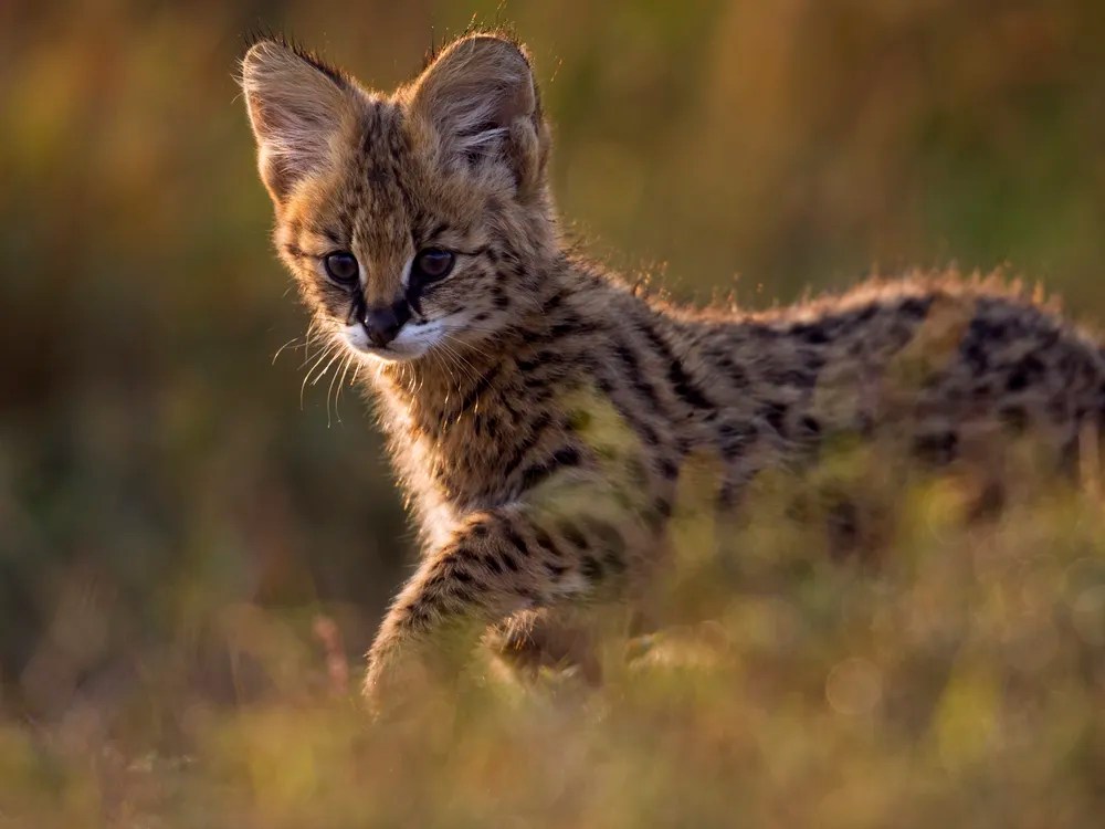 What Cat Breeds Can Survive in the Wild? What Cat Breeds Can Survive in the Wild?