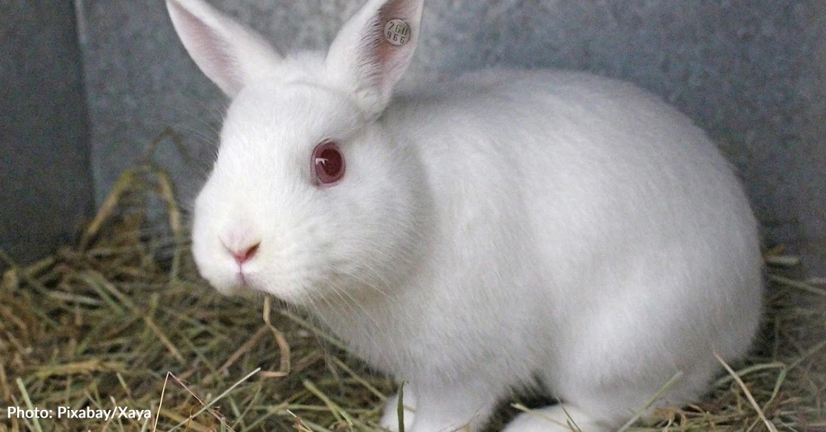 Chile Becomes 45th Country To Ban Cosmetic Testing On Animals Chile Becomes 45th Country To Ban Cosmetic Testing On Animals