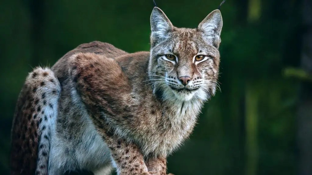 The missing lynx: how the rise of border walls has split up wildlife populations The missing lynx: how the rise of border walls has split up wildlife populations