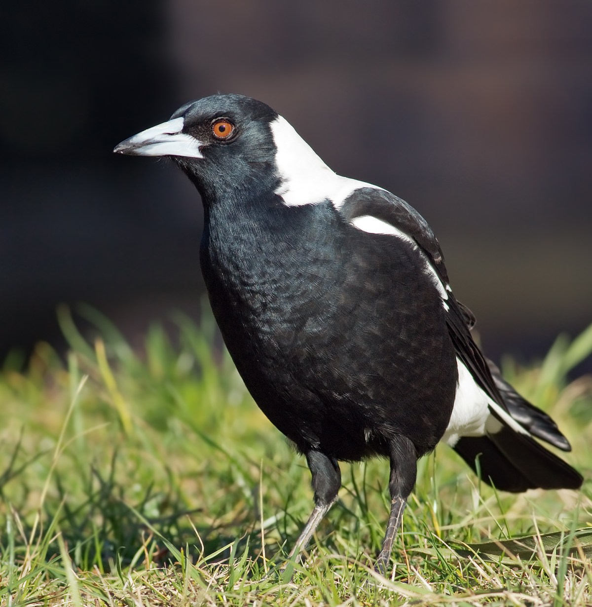 Molly the Magpie Returns Home with Restrictions Molly the Magpie Returns Home with Restrictions