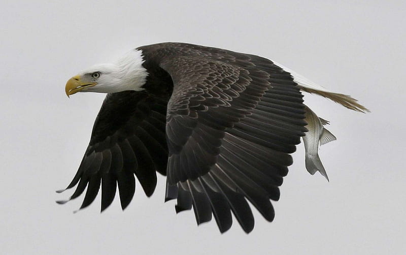 Idaho Fish and Game investigating killing of bald eagle near Sandpoint Idaho Fish and Game investigating killing of bald eagle near Sandpoint