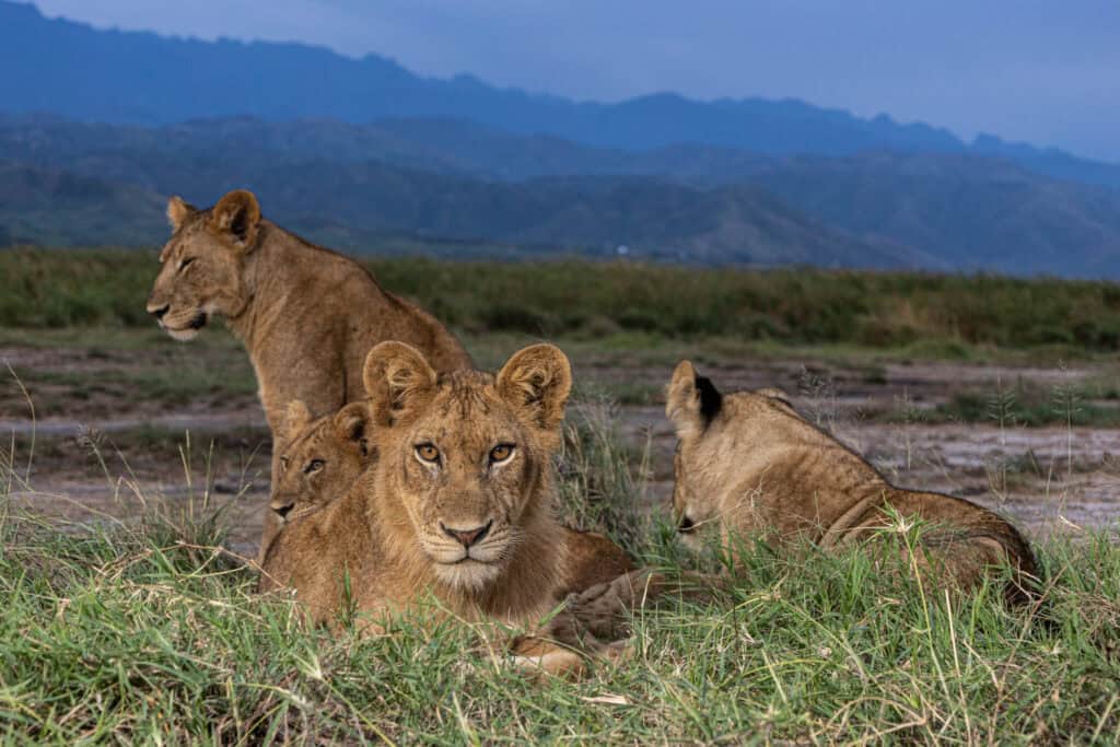 The state of lions, leopards and hyenas in Uganda The state of lions, leopards and hyenas in Uganda