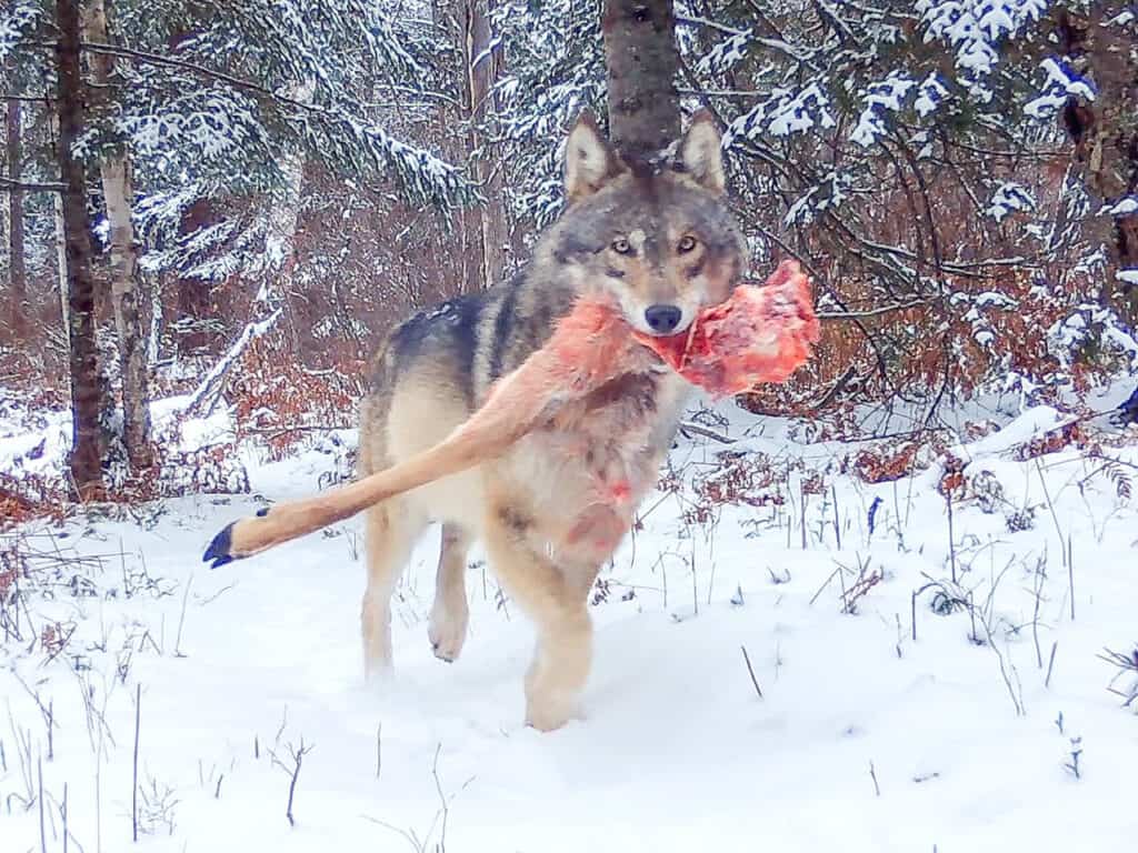 Wild Cam: As snow decreases, wolf stomachs rumble Wild Cam: As snow decreases, wolf stomachs rumble