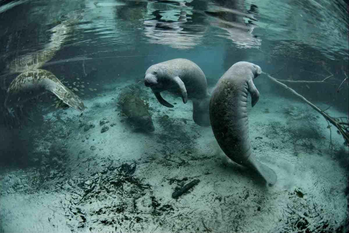 Lessons from the past may improve the future for manatees Lessons from the past may improve the future for manatees