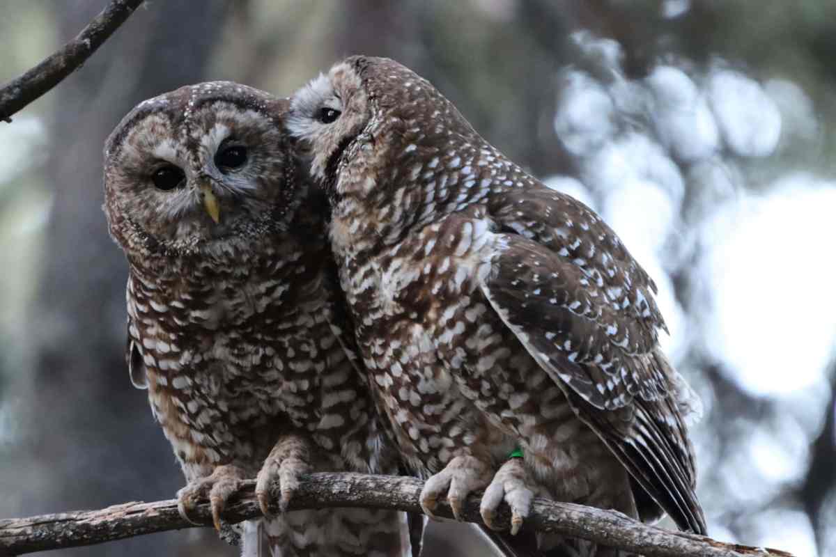 Protected areas help Mexican spotted owls Protected areas help Mexican spotted owls