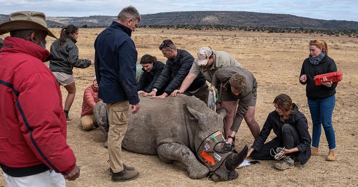 Scientists Implant Radioactive Material into Horn of Living Rhinoceros to Poision Anyone Who Consumes it. Scientists Implant Radioactive Material into Horn of Living Rhinoceros to Poision Anyone Who Consumes it.