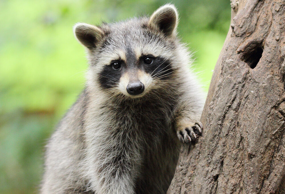 The Health Risks of Having Wildlife in Your Home The Health Risks of Having Wildlife in Your Home