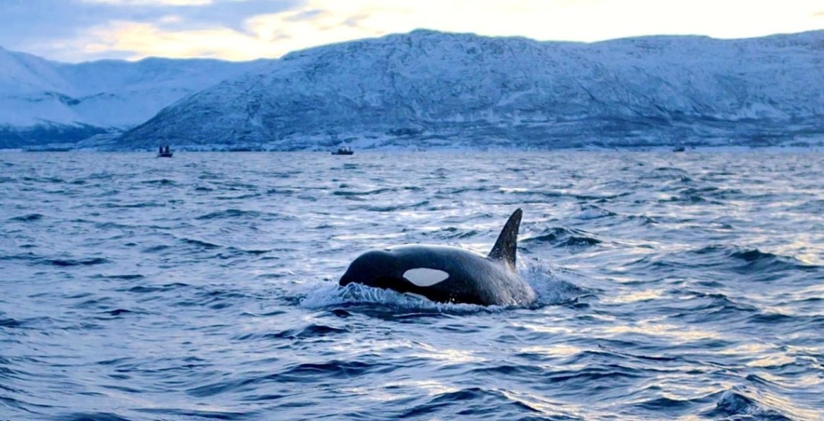 With Sea Ice Melting, Killer Whales Are Moving Into the Arctic With Sea Ice Melting, Killer Whales Are Moving Into the Arctic