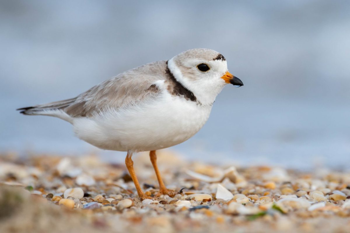 State of Birds Report Shows Shorebird Numbers Are Still Declining State of Birds Report Shows Shorebird Numbers Are Still Declining