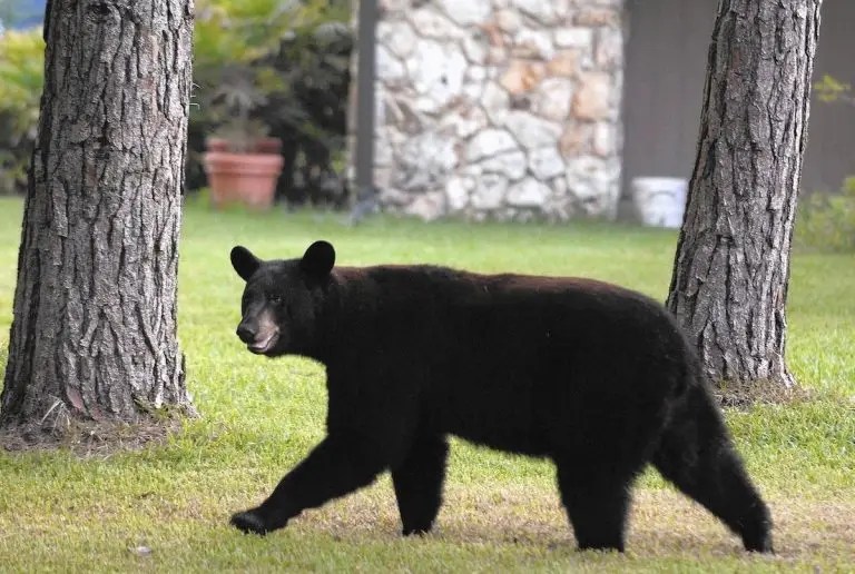 Officials say black bear likely killed man and his dog in Florida Officials say black bear likely killed man and his dog in Florida