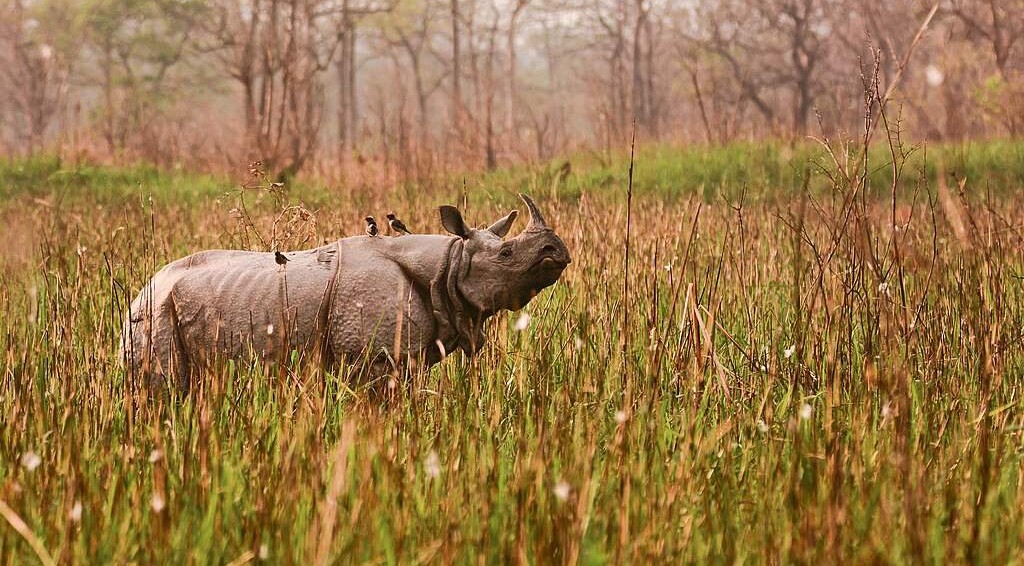 India’s Rhino Stronghold Sees 86% Drop in Poaching and Five-Fold Increase in Rhinos India’s Rhino Stronghold Sees 86% Drop in Poaching and Five-Fold Increase in Rhinos