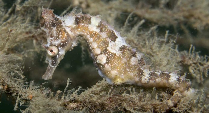 100 Tiny Endangered Seahorses Released into Sydney Harbor with High Hopes 100 Tiny Endangered Seahorses Released into Sydney Harbor with High Hopes