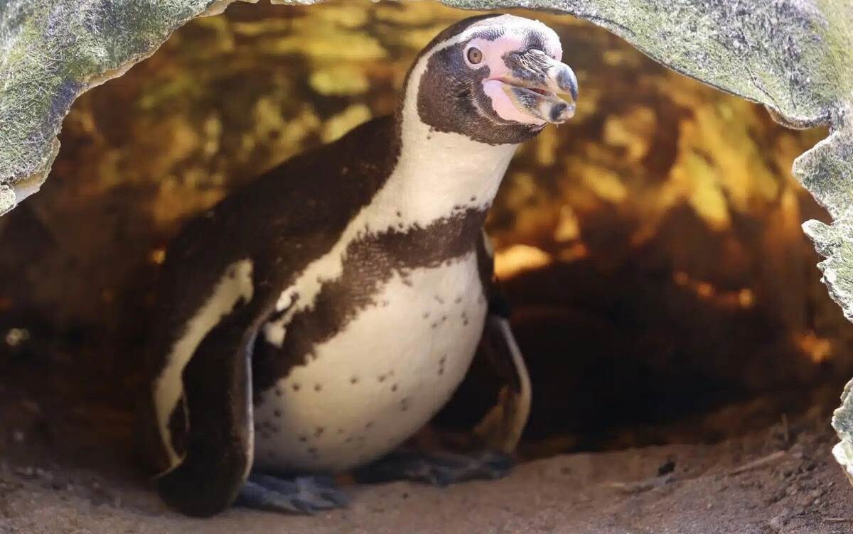 One of the World’s Oldest Penguins Hatches a Chick with New Boy Toy 26 Years Younger One of the World’s Oldest Penguins Hatches a Chick with New Boy Toy 26 Years Younger