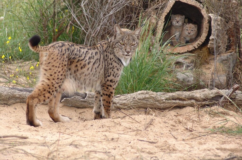 Iberian Lynx Slinks Back From Brink of Extinction Within Just Two Decades of Conservation Iberian Lynx Slinks Back From Brink of Extinction Within Just Two Decades of Conservation