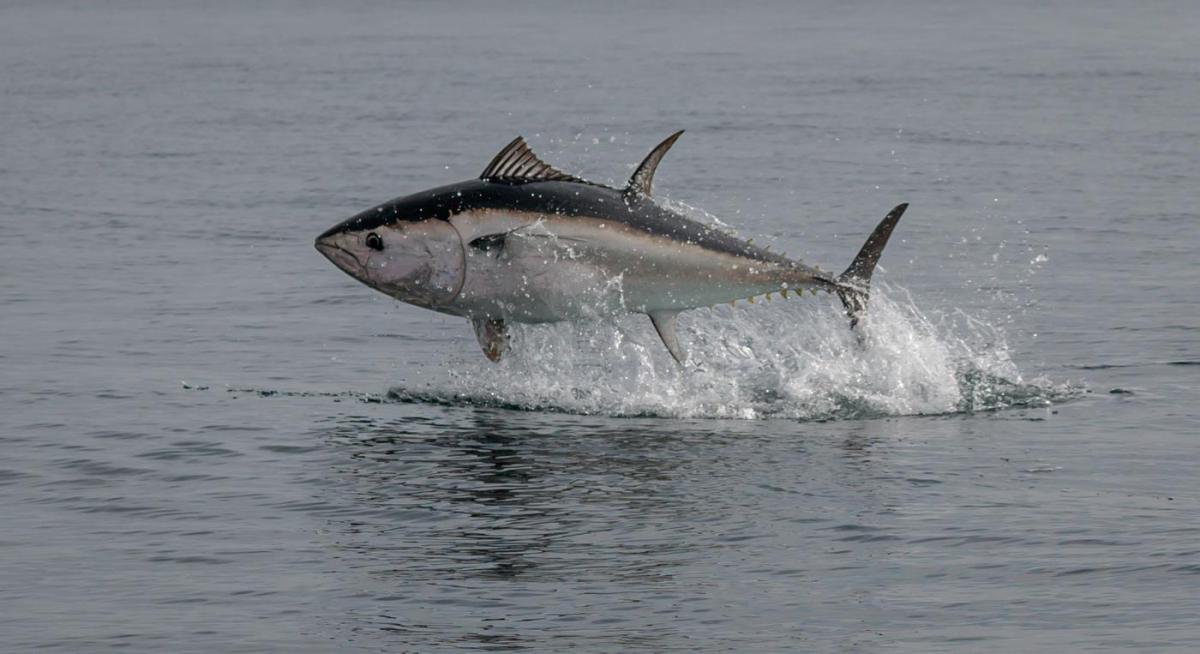 Recovery of the Bluefin Tuna Achieves Major Goals A Decade Ahead of Schedule Recovery of the Bluefin Tuna Achieves Major Goals A Decade Ahead of Schedule