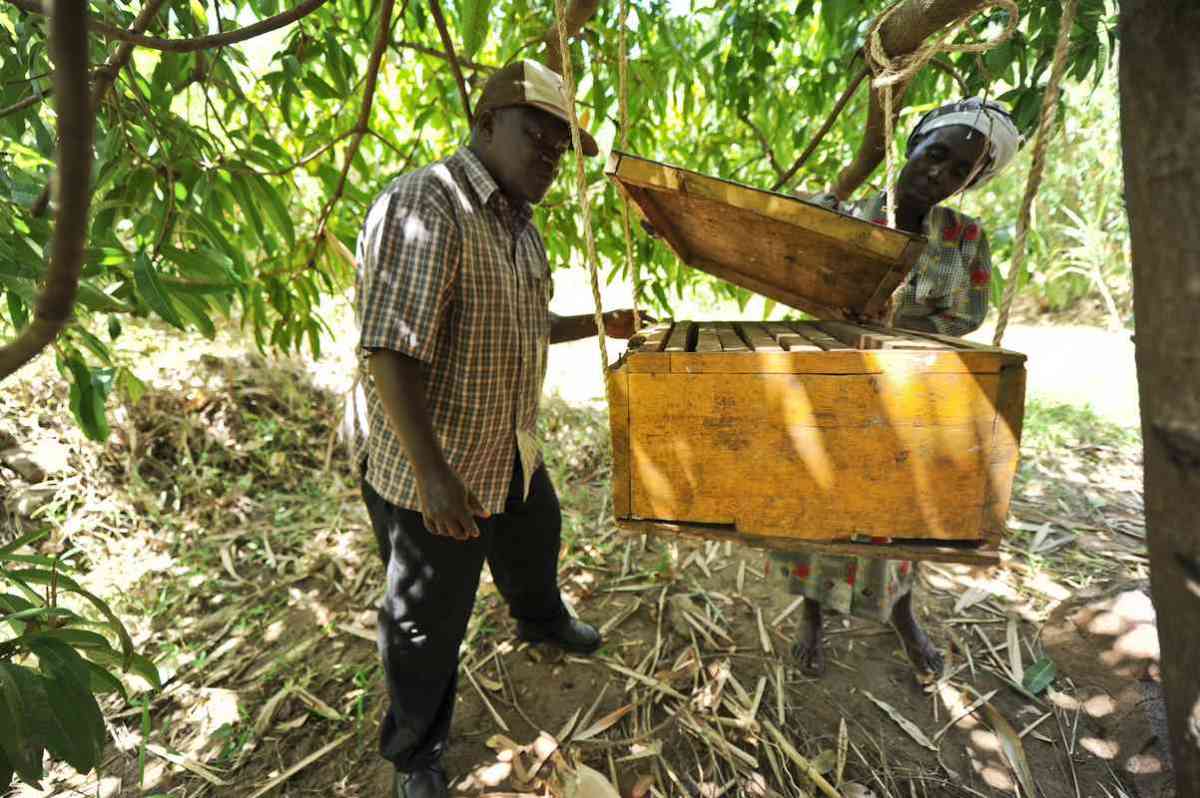 Farmers Use Bees to Deter Elephants from Romping Over Crops–a Win-Win for All Farmers Use Bees to Deter Elephants from Romping Over Crops–a Win-Win for All