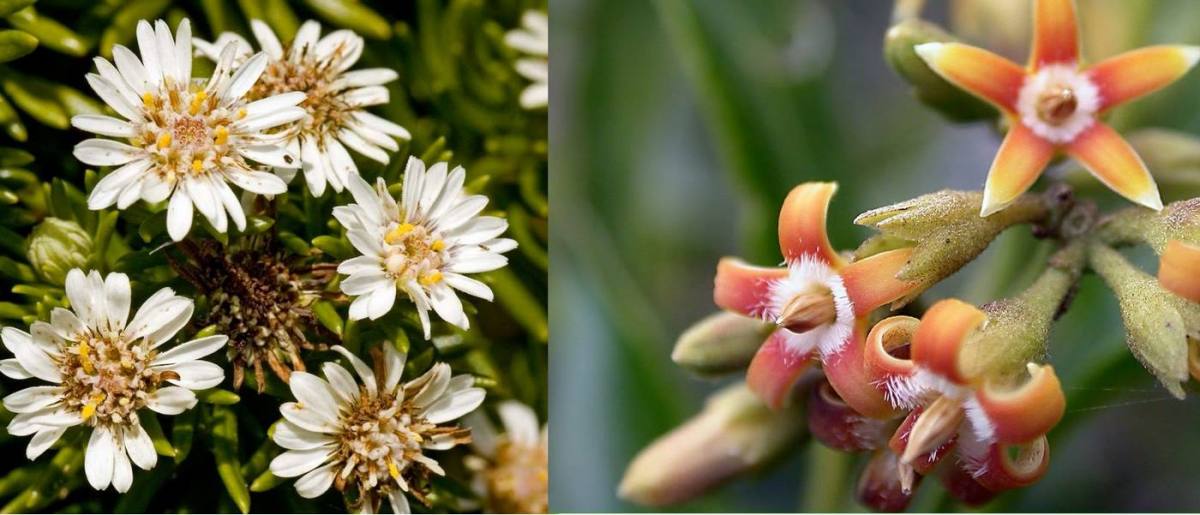 Cloud Forest Animals Thrive After Invasive Rodent Eradication on Lord Howe Island–A World Heritage Site Cloud Forest Animals Thrive After Invasive Rodent Eradication on Lord Howe Island–A World Heritage Site