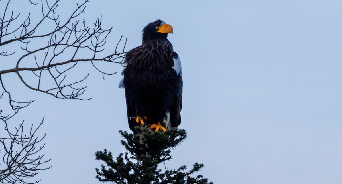 Canadians Delighted by Visit from Giant Sea Eagle from the Other Side of the World Canadians Delighted by Visit from Giant Sea Eagle from the Other Side of the World