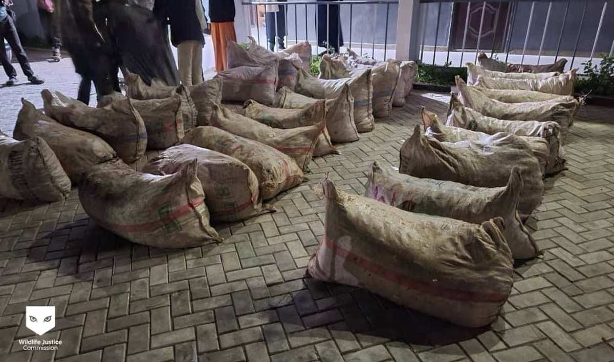 Nigerian Authorities Seize 2 Tons of Pangolin Scales and Arrest Key Broker in Major Wildlife Trafficking Bust Nigerian Authorities Seize 2 Tons of Pangolin Scales and Arrest Key Broker in Major Wildlife Trafficking Bust
